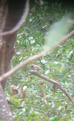 Colluricincla rufogaster