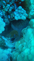 Gymnothorax undulatus