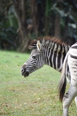 Equus quagga