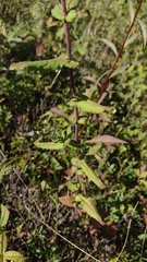 Symphyotrichum undulatum