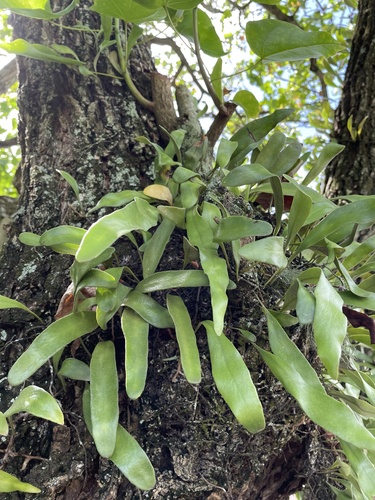 Pyrrosia serpens observed 2022-09-10