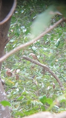 Colluricincla rufogaster