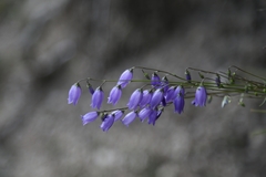 Campanula cespitosa