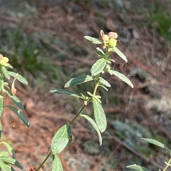 Crocanthemum canadense