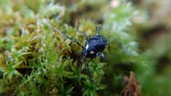 Nemastoma bimaculatum