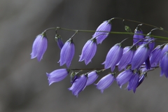 Campanula cespitosa