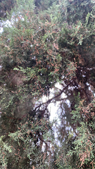 Cupressus lusitanica