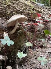 Pluteus petasatus