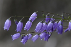 Campanula cespitosa