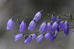 Campanula cespitosa