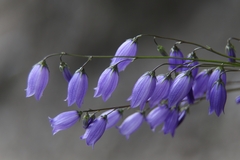 Campanula cespitosa