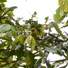 Hemithraupis flavicollis