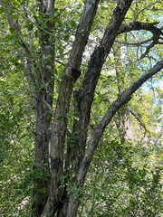Crataegus punctata