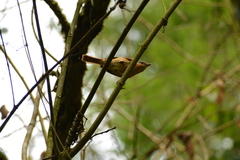 Pachyramphus castaneus