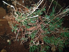 Delosperma