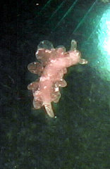 Hermaea evelinemarcusae