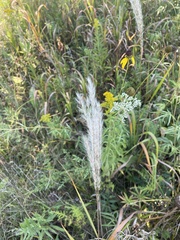 Miscanthus sacchariflorus