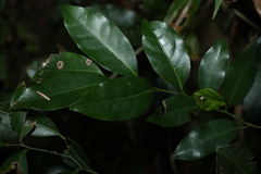 Cryptocarya