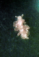 Hermaea evelinemarcusae