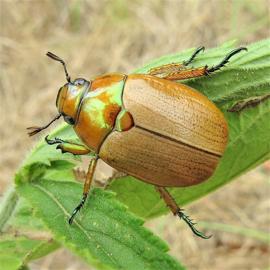 Christmas Beetles from Wandella NSW 2550, Australia on January 2, 2016 ...