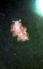 Hermaea evelinemarcusae