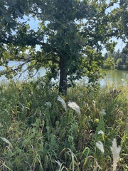 Miscanthus sacchariflorus