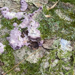Trichaptum fuscoviolaceum