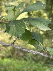 Crataegus punctata