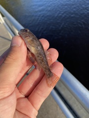 Neogobius melanostomus