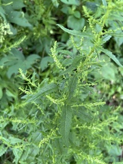 Dysphania ambrosioides