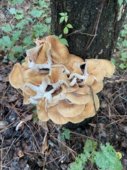 Desarmillaria tabescens