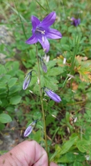 Campanula collina