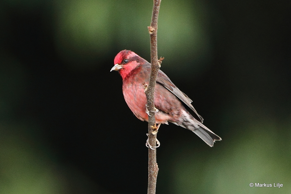 Dark-breasted Rosefinch photo