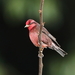 Dark-breasted Rosefinch - Photo (c) Markus  Lilje, some rights reserved (CC BY-NC-ND), uploaded by Markus  Lilje