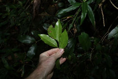Cryptocarya