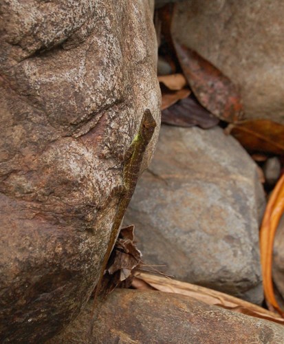 Anolis evermanni