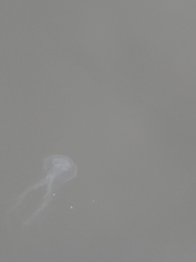 Chrysaora chesapeakei