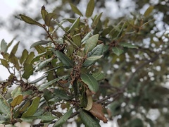 Quercus berberidifolia