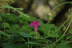 Lophospermum erubescens