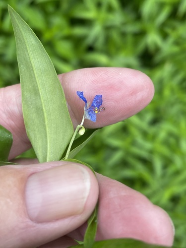 Commelina diffusa observed 2022-08-15