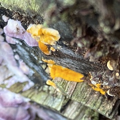 Dacrymyces chrysospermus