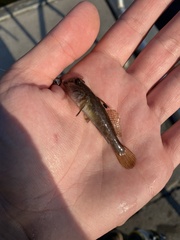 Neogobius melanostomus