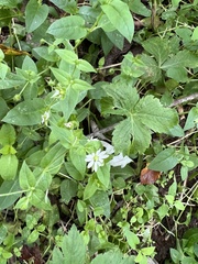 Stellaria aquatica