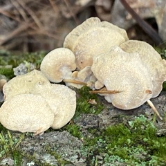 Panellus stipticus