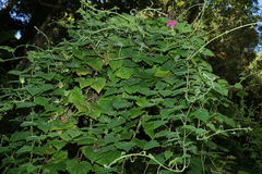 Lophospermum erubescens