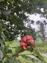 Andricus quercusstrobilanus