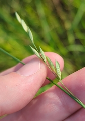 Eragrostis superba