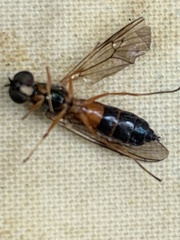 Sargus bipunctatus