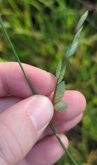 Eragrostis superba