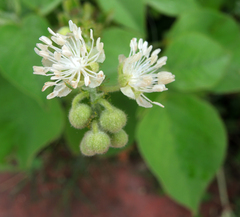 Croton ciliatoglandulifer